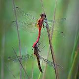 Bugs of Central Ontario